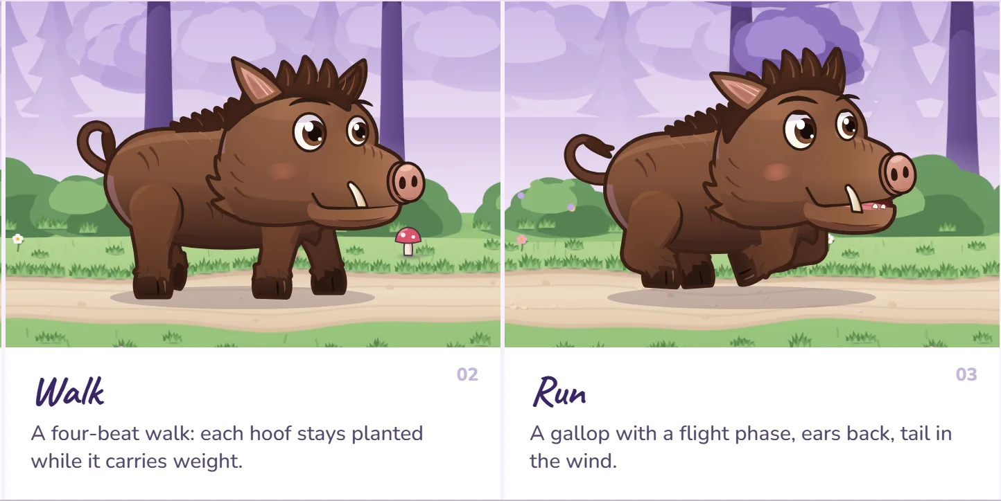 Walk and run: a four-beat walk and a gallop with a flight phase